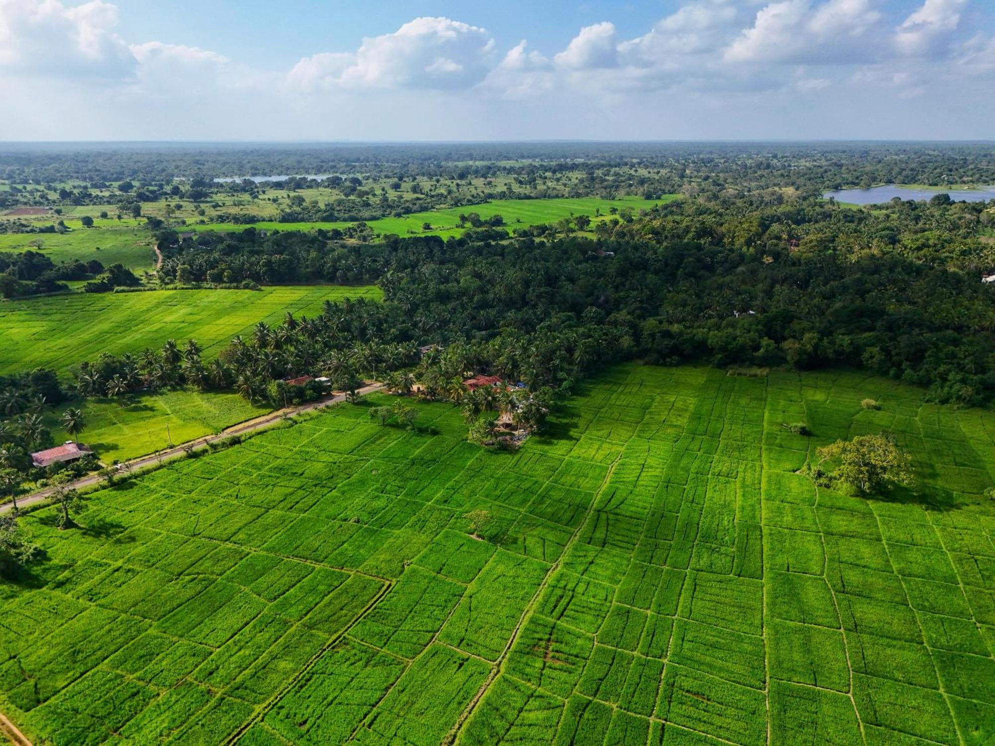 Green Sapphire Holiday Resort Wilpaththu Wilpattu Eksteriør bilde