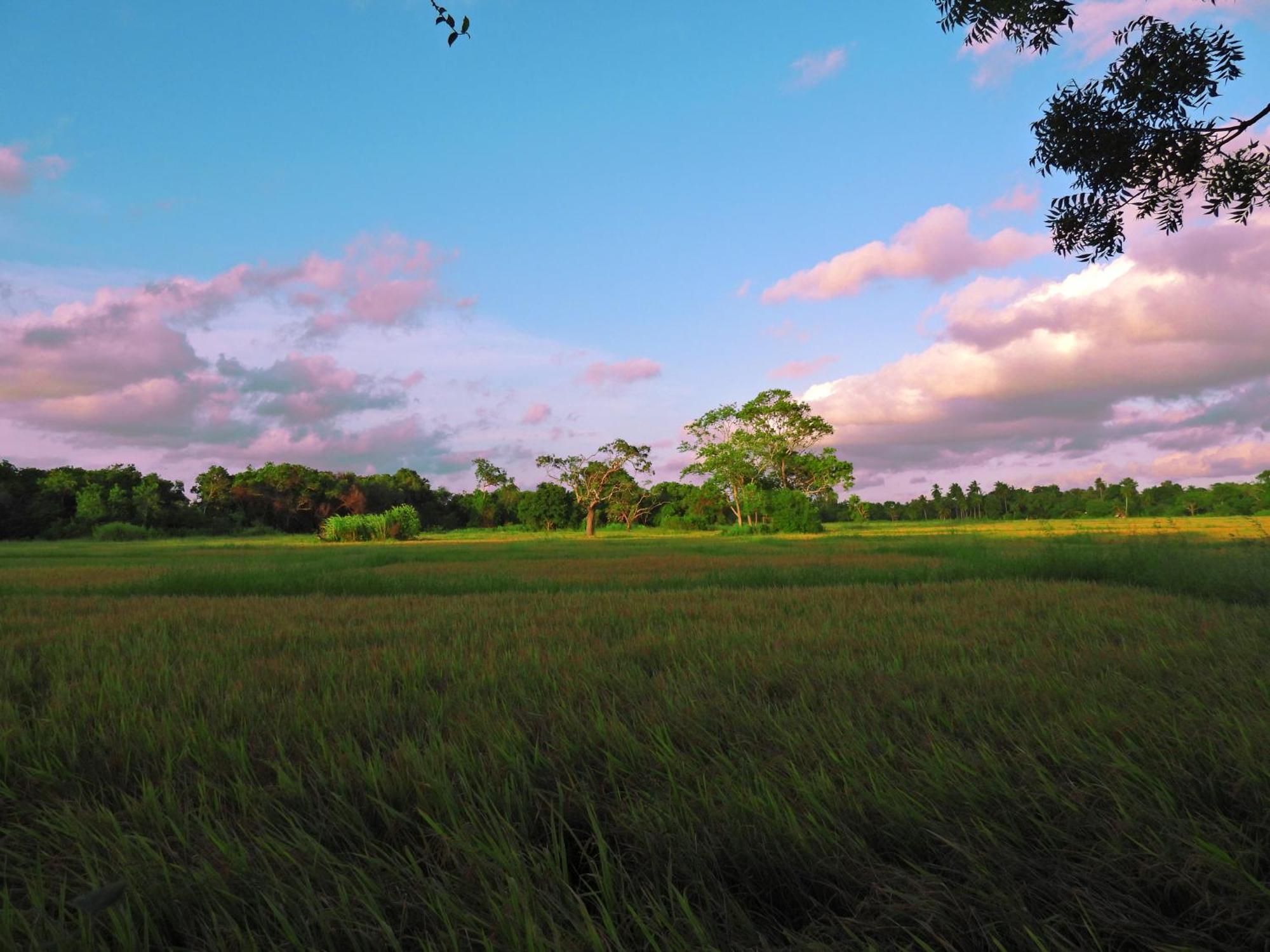 Green Sapphire Holiday Resort Wilpaththu Wilpattu Eksteriør bilde