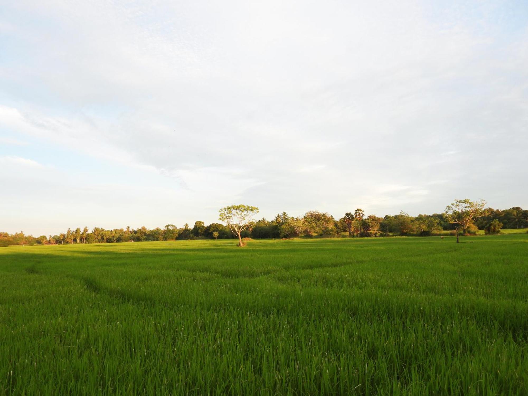 Green Sapphire Holiday Resort Wilpaththu Wilpattu Eksteriør bilde