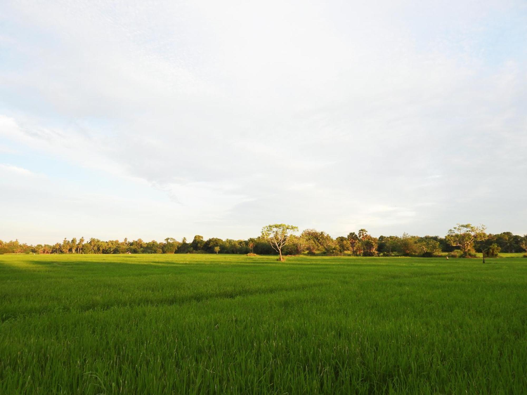 Green Sapphire Holiday Resort Wilpaththu Wilpattu Eksteriør bilde