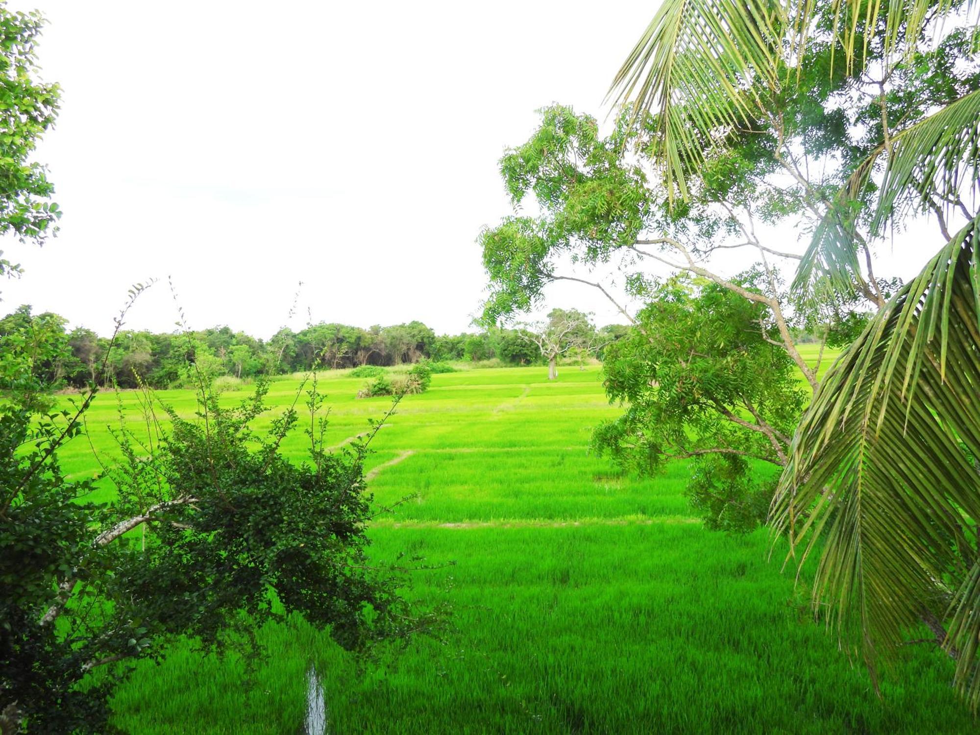 Green Sapphire Holiday Resort Wilpaththu Wilpattu Eksteriør bilde