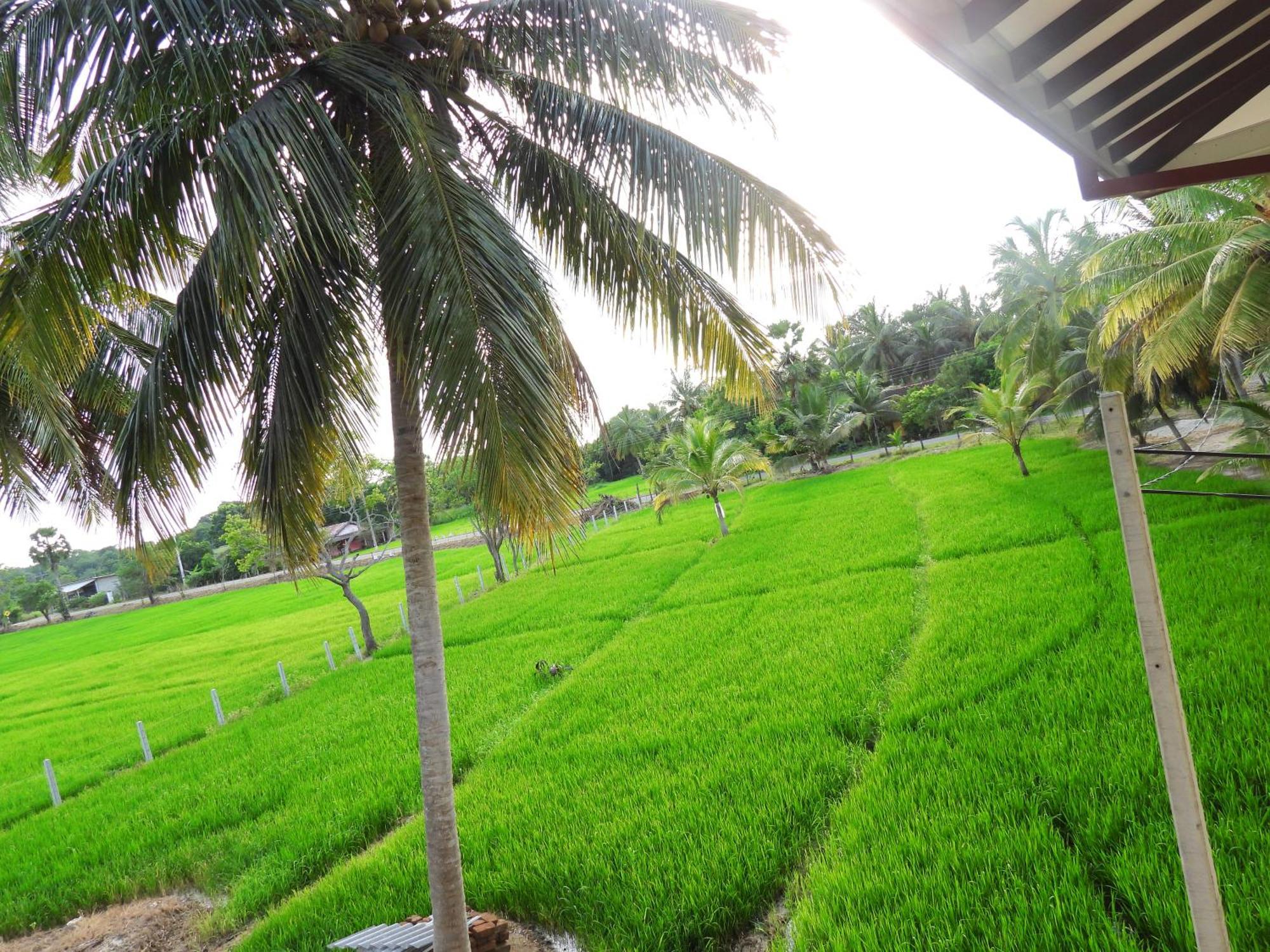 Green Sapphire Holiday Resort Wilpaththu Wilpattu Eksteriør bilde