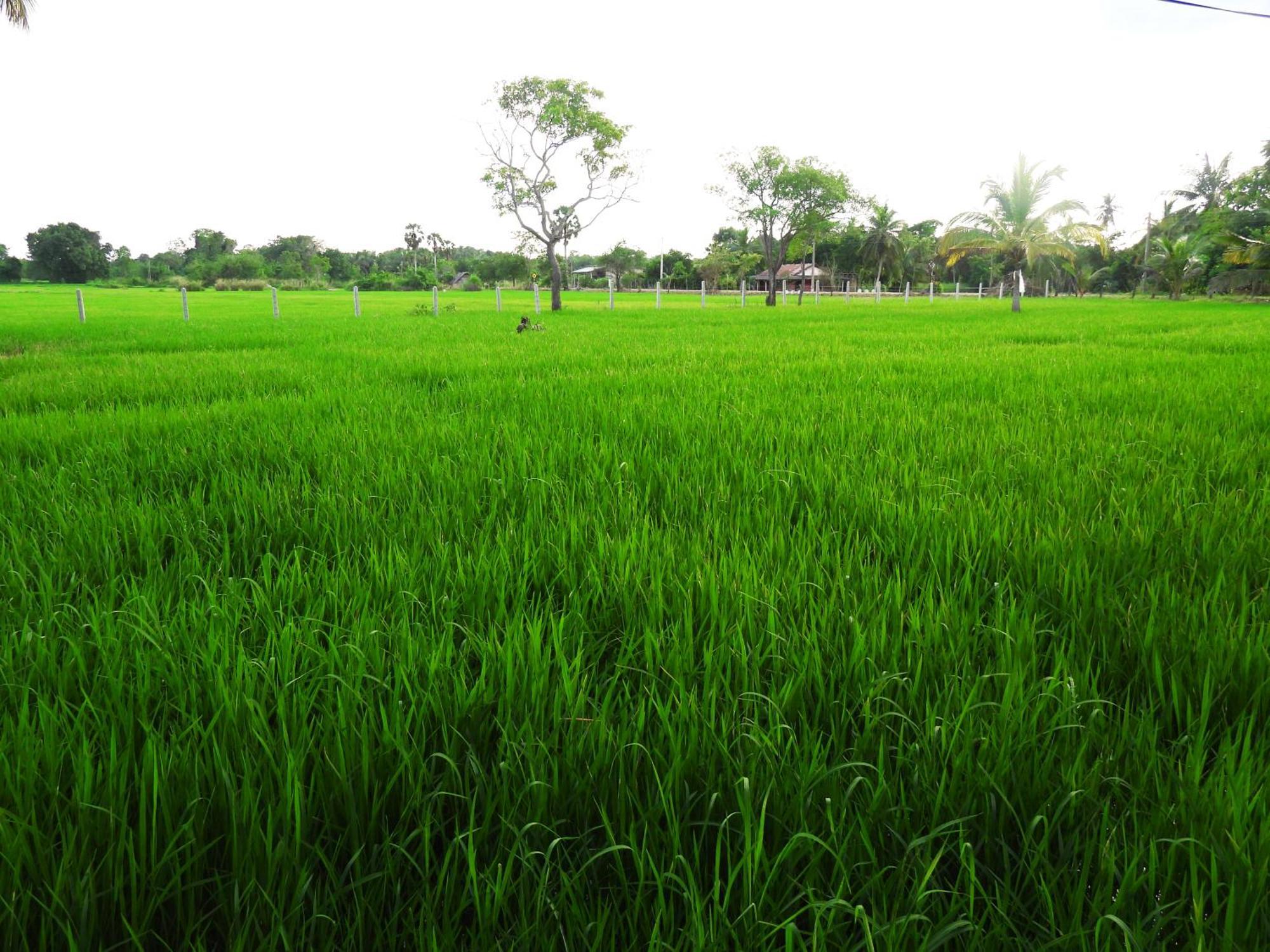 Green Sapphire Holiday Resort Wilpaththu Wilpattu Eksteriør bilde