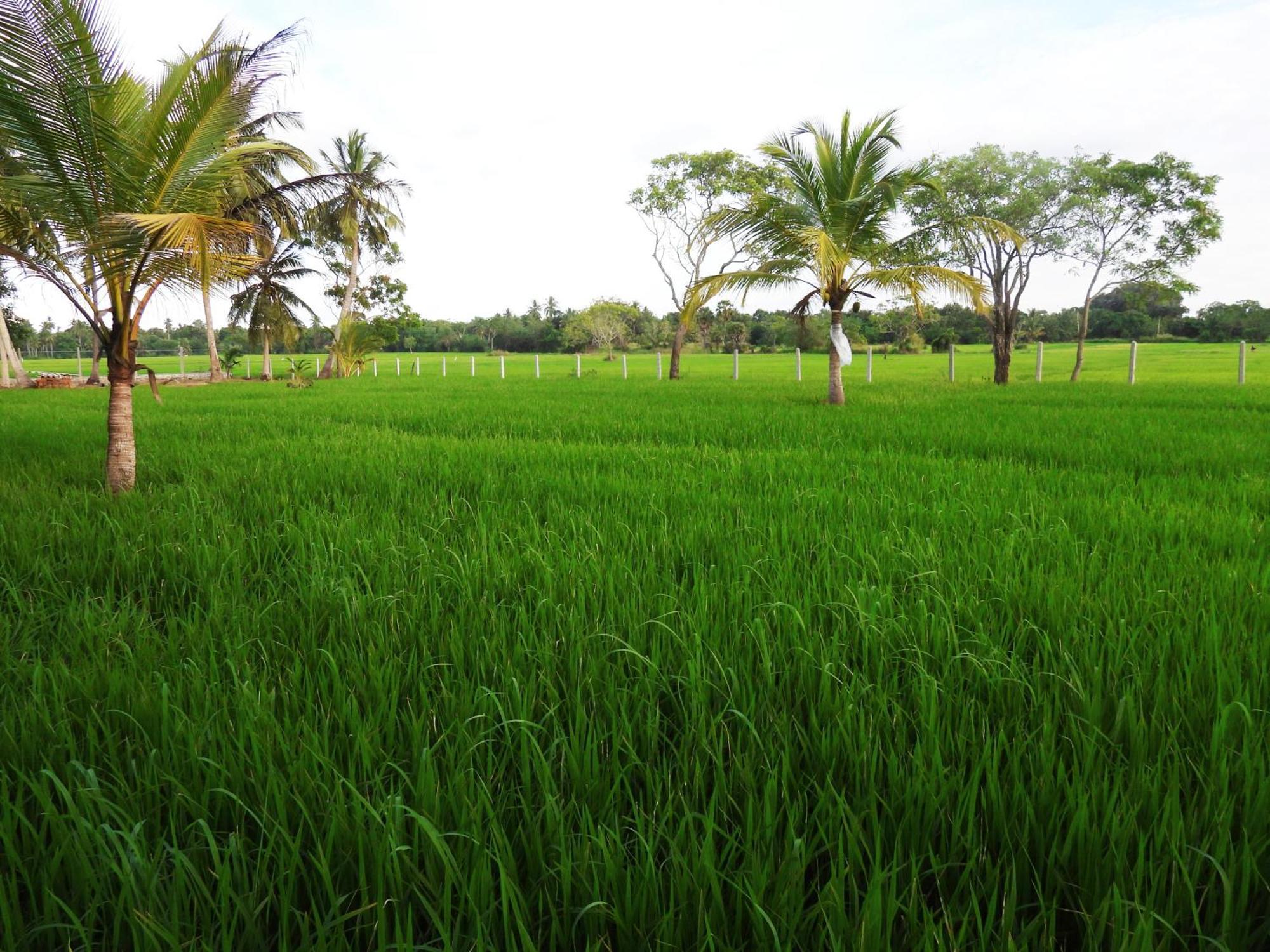 Green Sapphire Holiday Resort Wilpaththu Wilpattu Eksteriør bilde