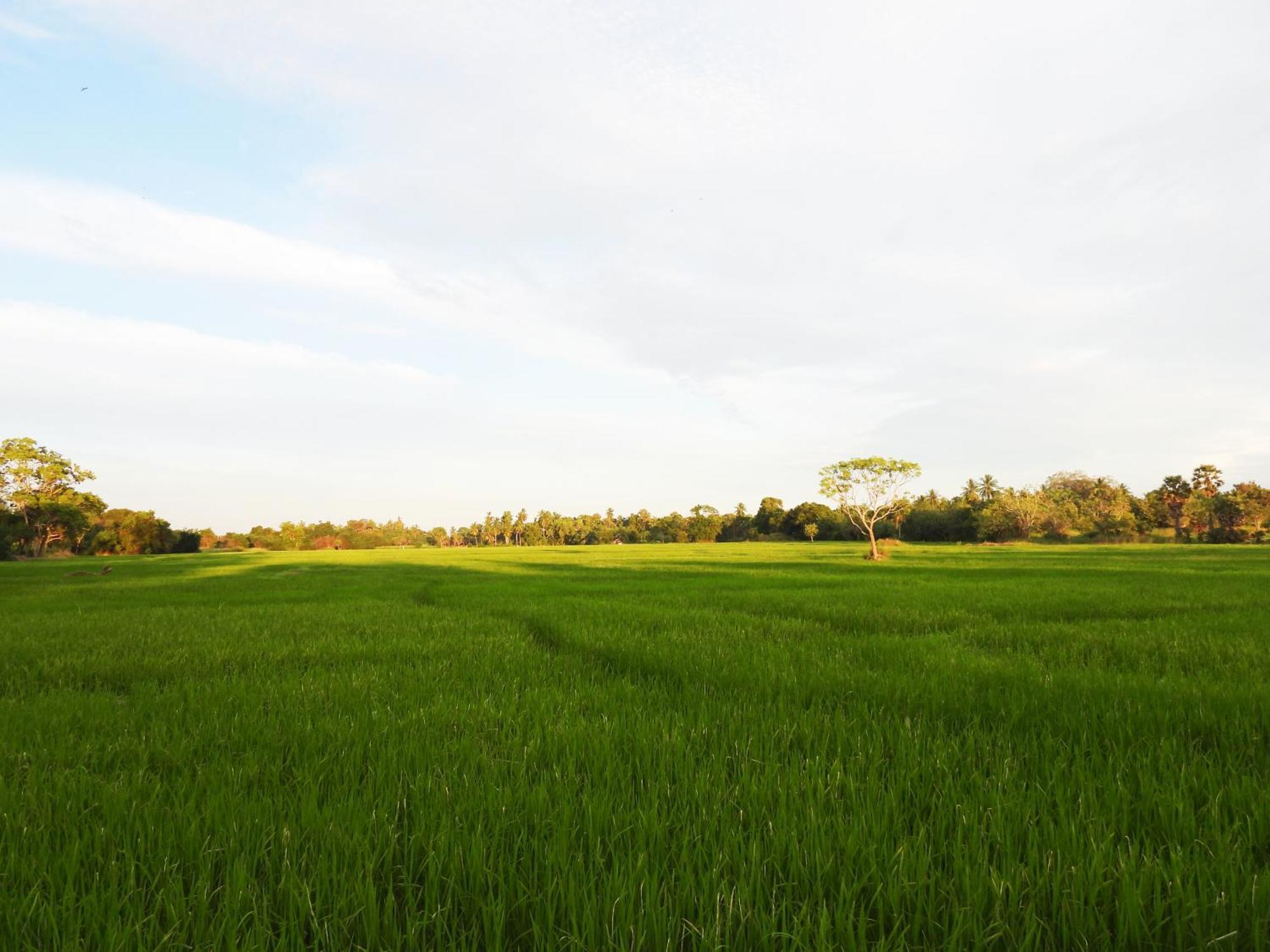 Green Sapphire Holiday Resort Wilpaththu Wilpattu Eksteriør bilde